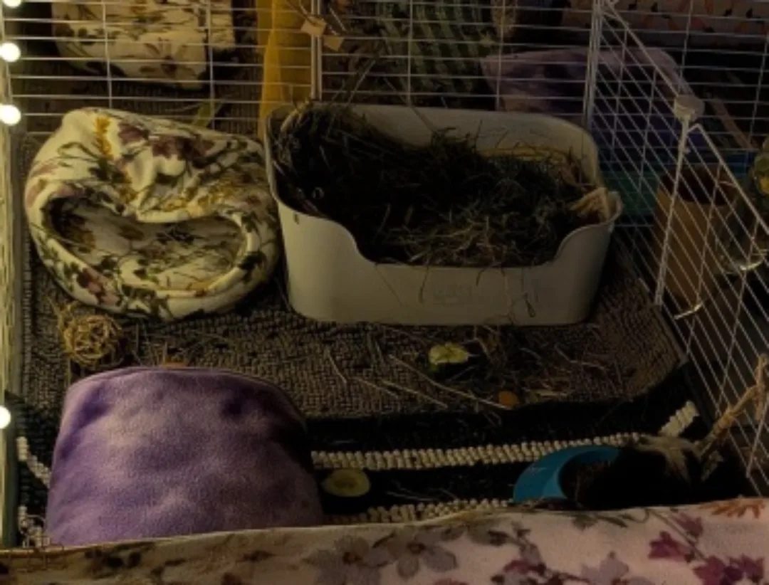 Kavee Guinea Pig Litter Tray - 16 inch image indicator(2)