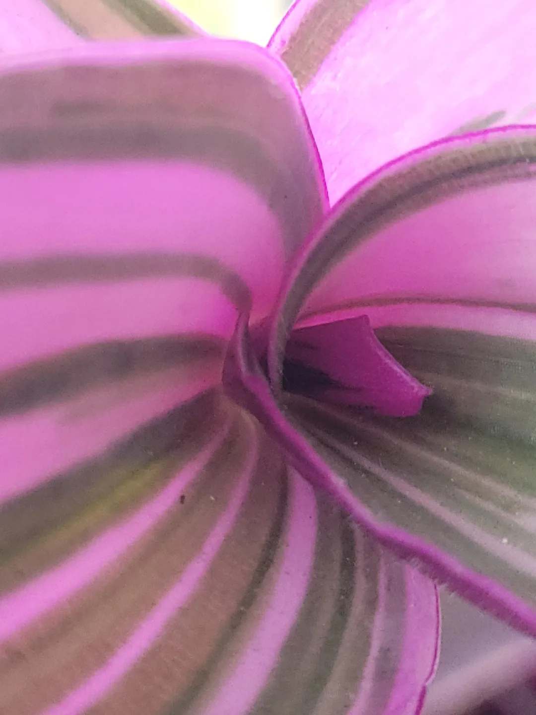 Tradescantia zebrina plant thumbnail