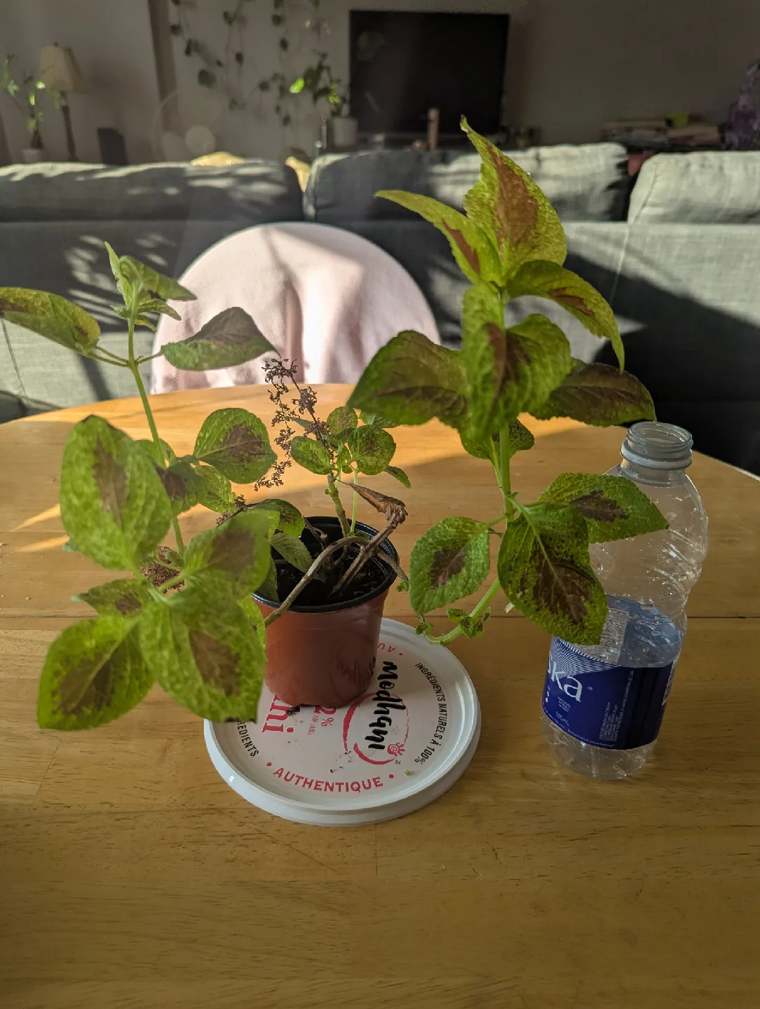 Coleus plant image indicator(2)