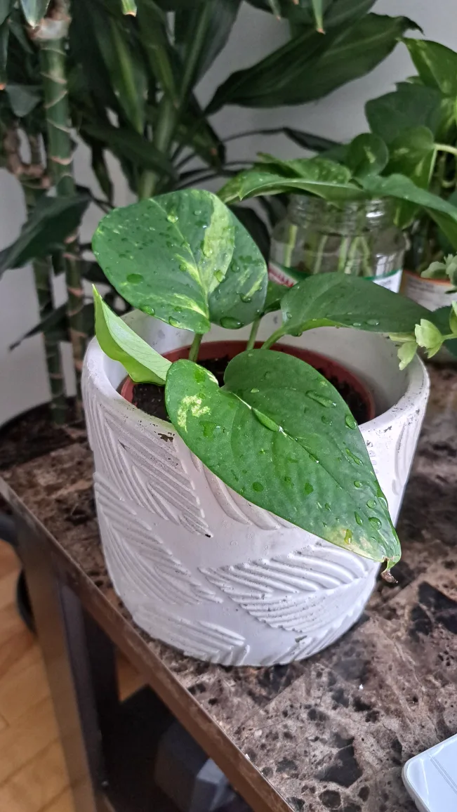 Golden Pothos Plant thumbnail