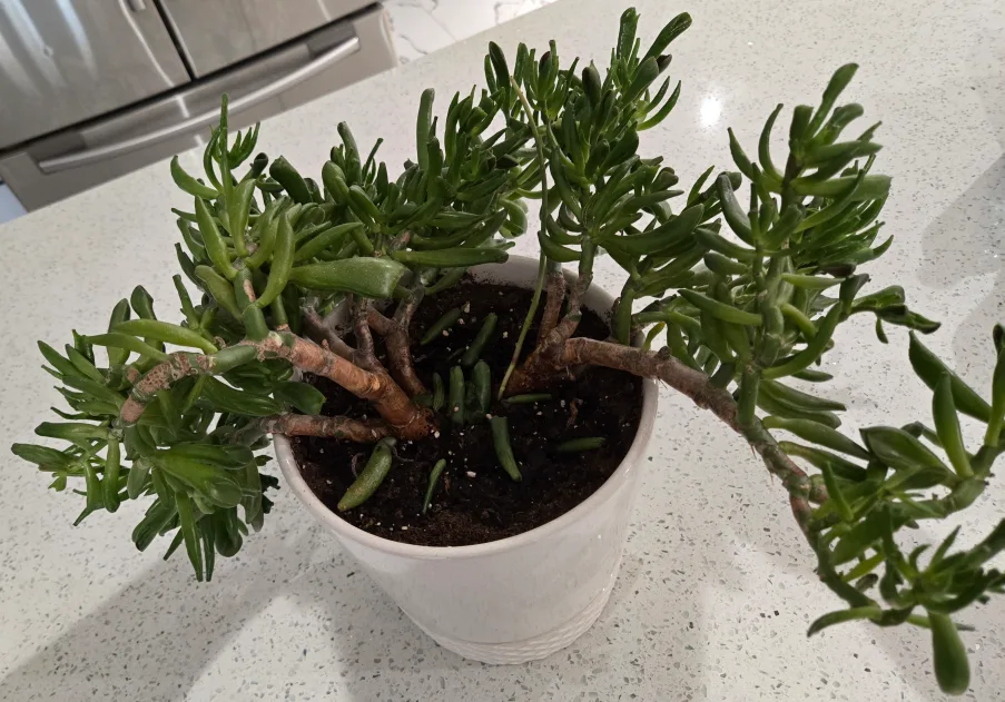 Ogre Ear Succulent Plant in White Pot 🧡 image indicator(2)