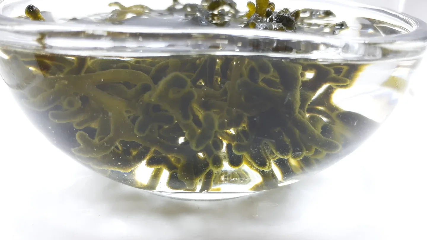 Codium macroalgae image indicator(2)