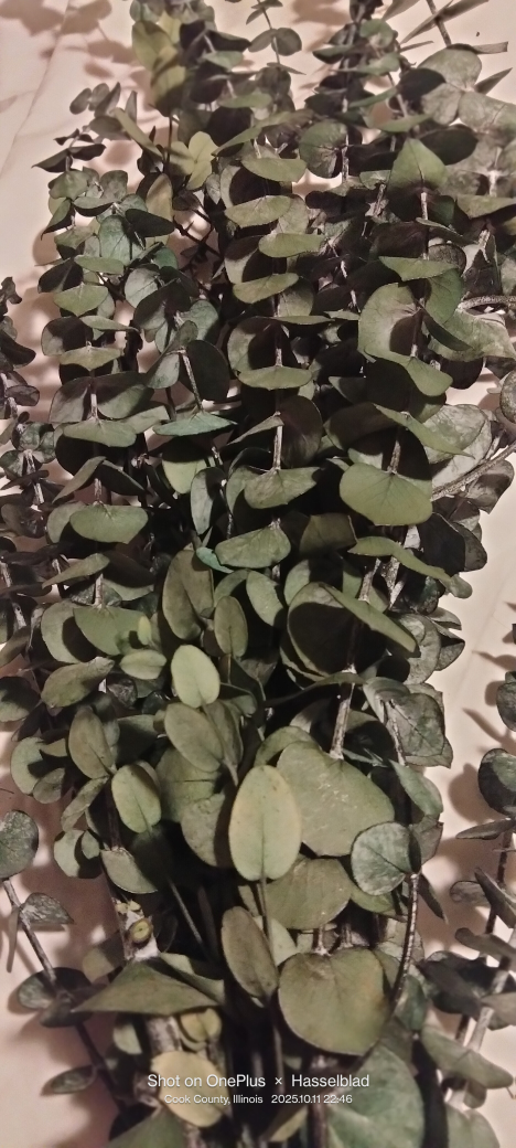 Dried Eucalyptus Branches