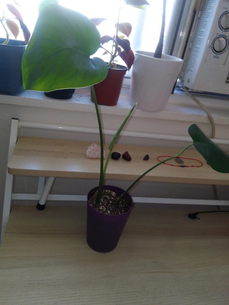 Monstera Plant in Purple Pot