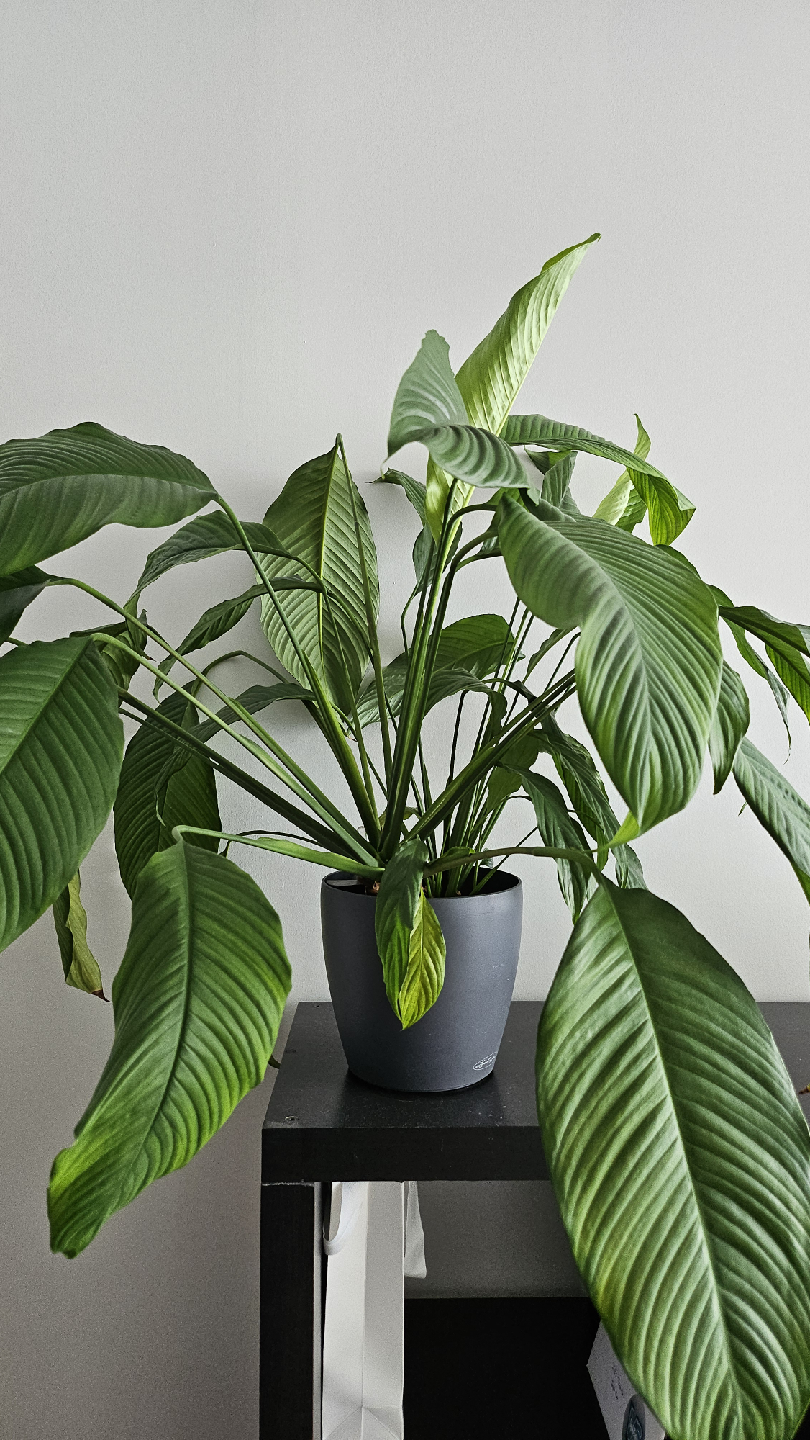 Peace Lily in Lechuza Planter