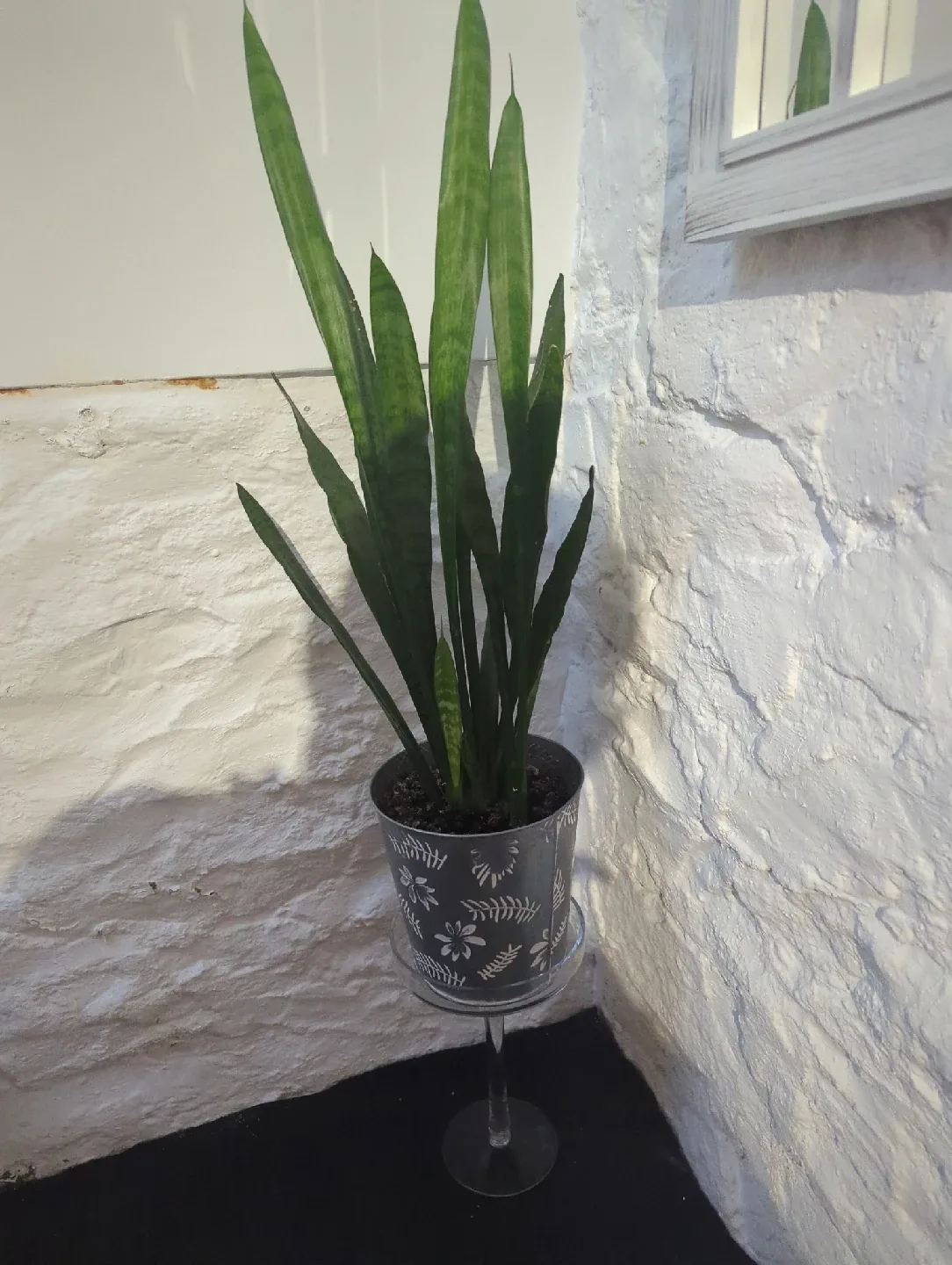 Sansevieria Cylindrica Plant thumbnail