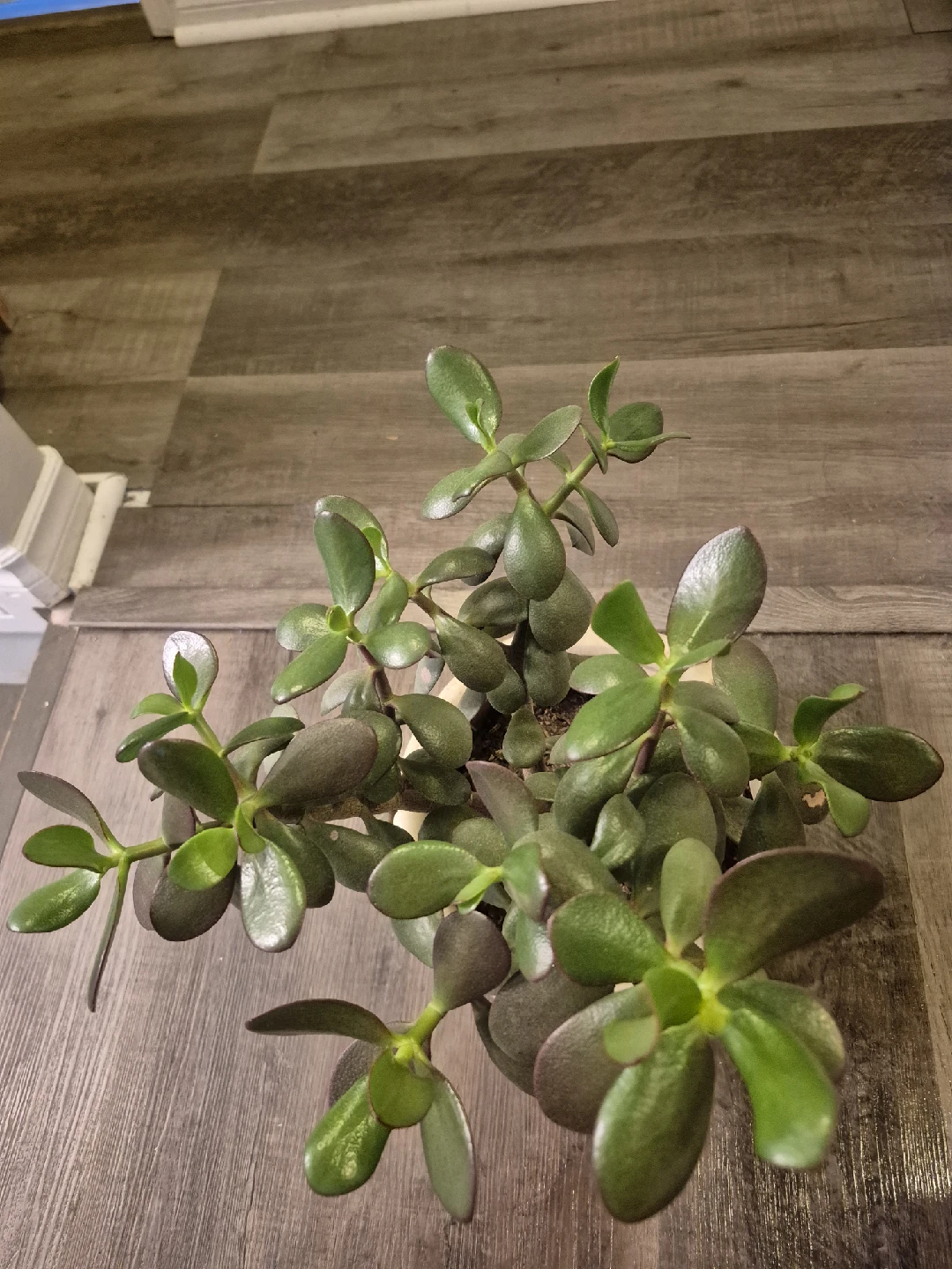 Jade Plant in Ceramic Pot - photo 4