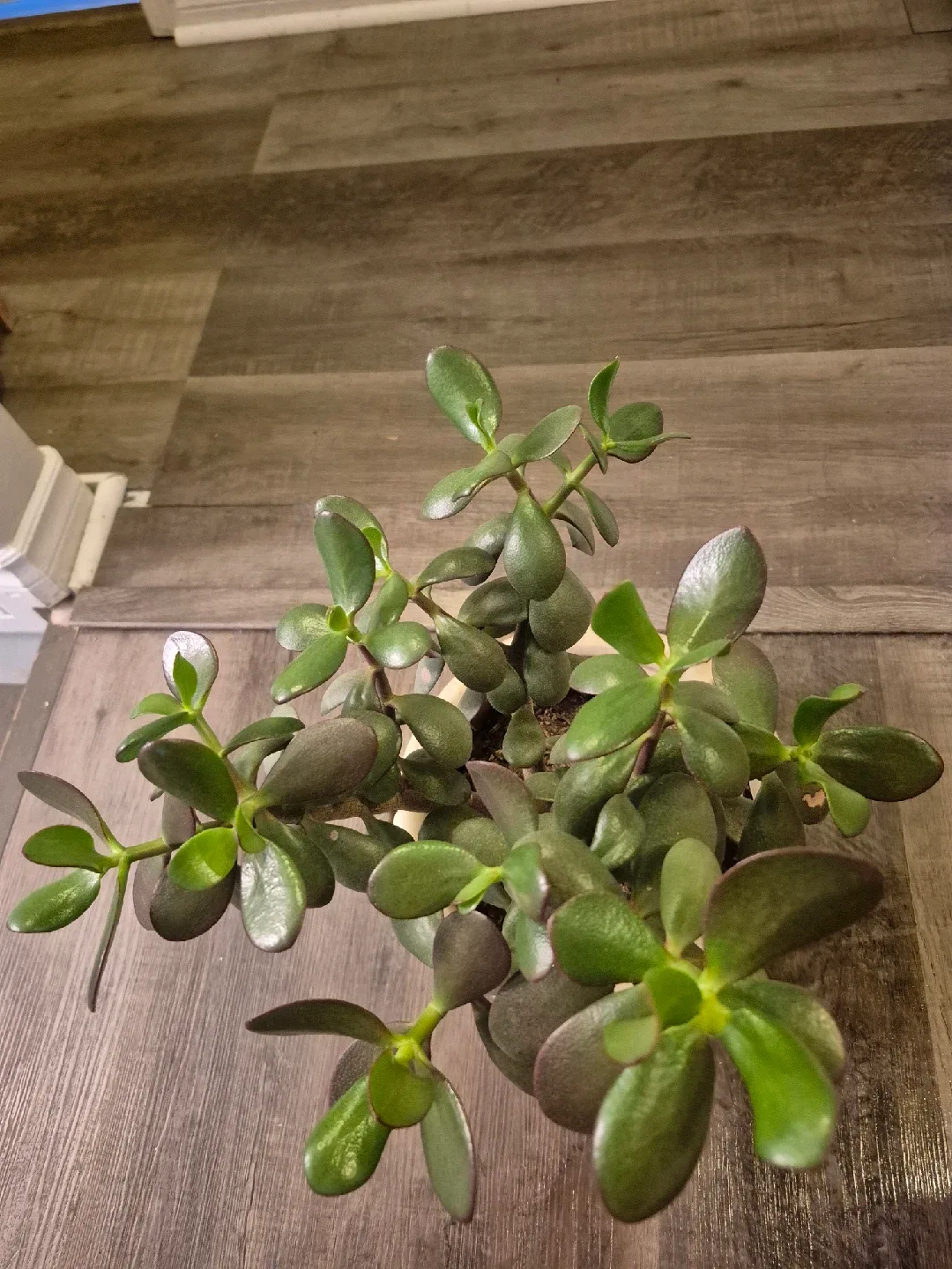 Jade Plant in Ceramic Pot image indicator(4)
