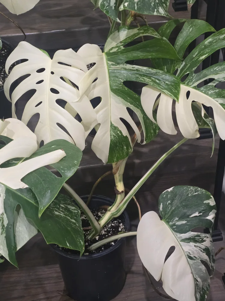 monstera albo image indicator(2)