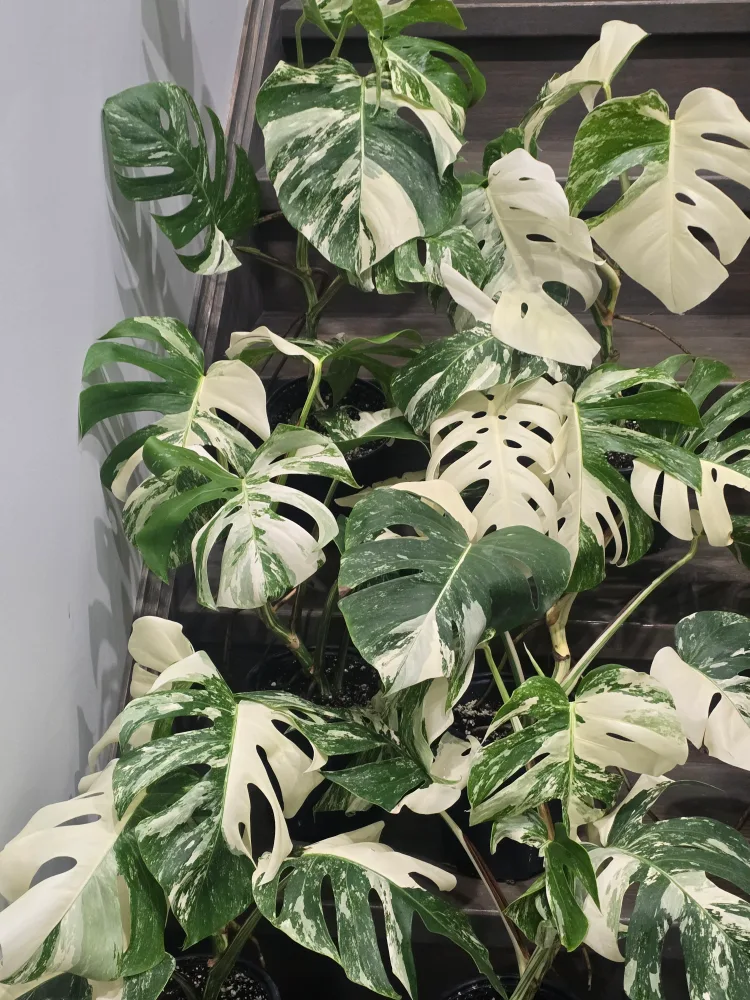 monstera albo image indicator(3)