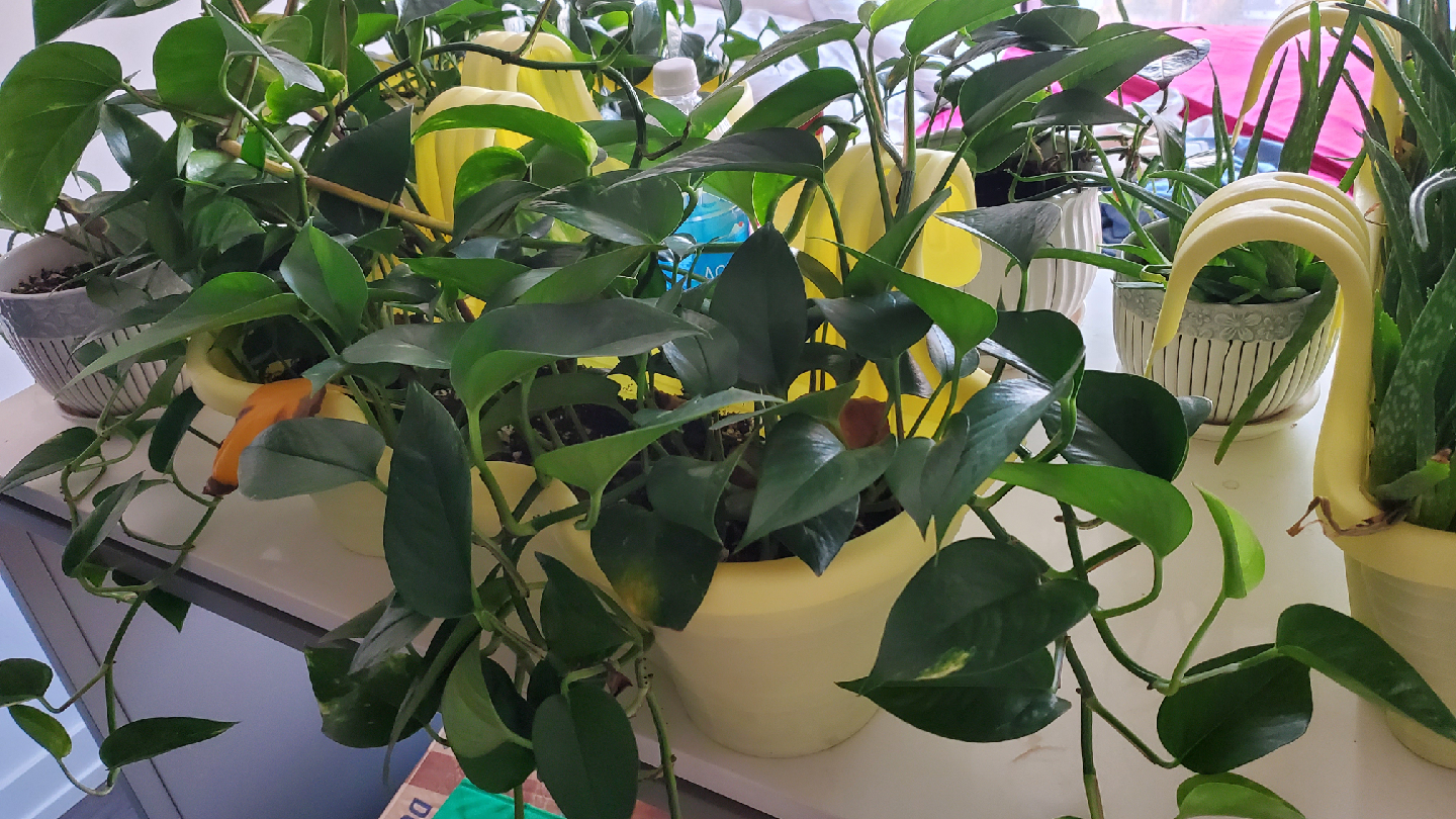 INDOOR PLANTS!! - Potted Golden Pothos Plant