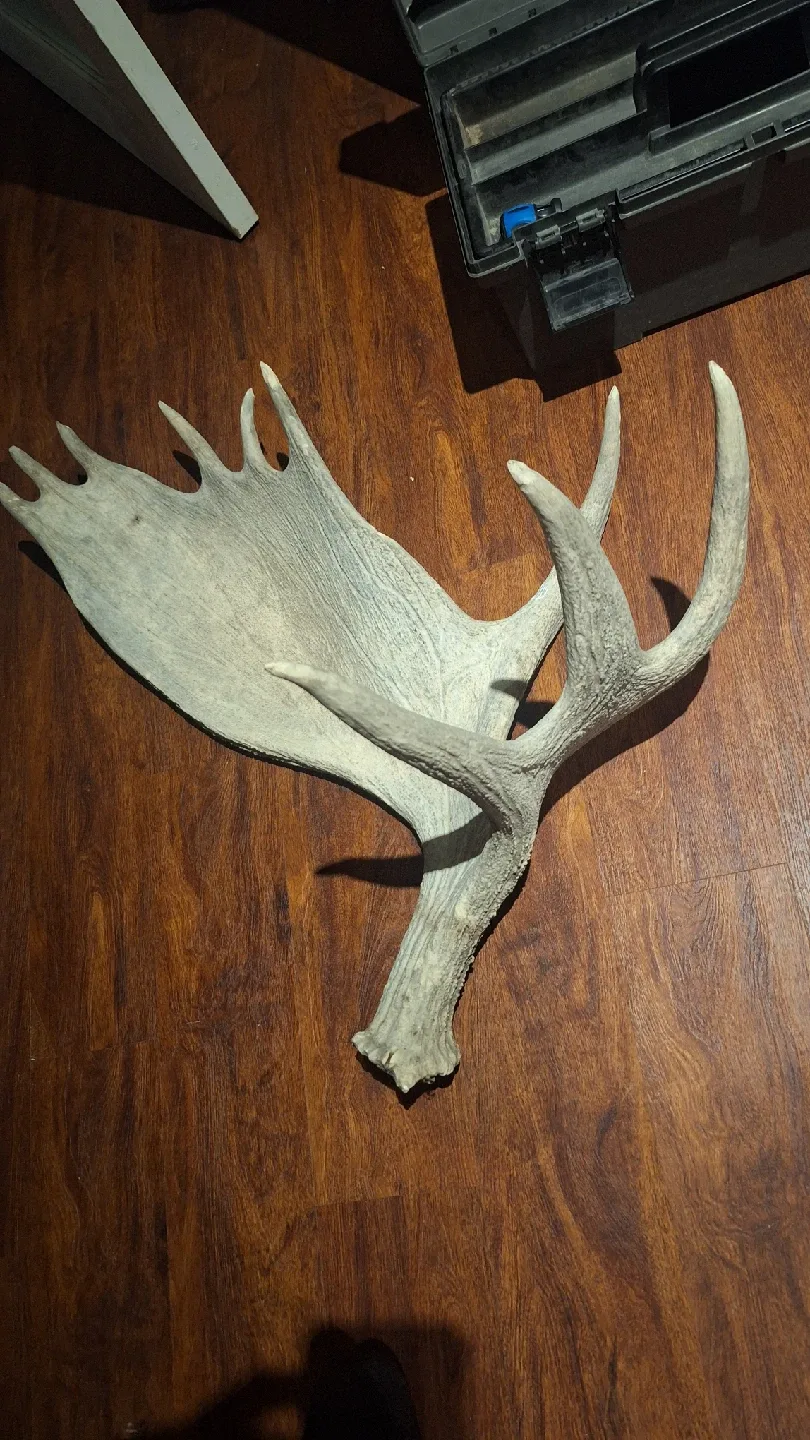 Moose Antler image indicator(3)