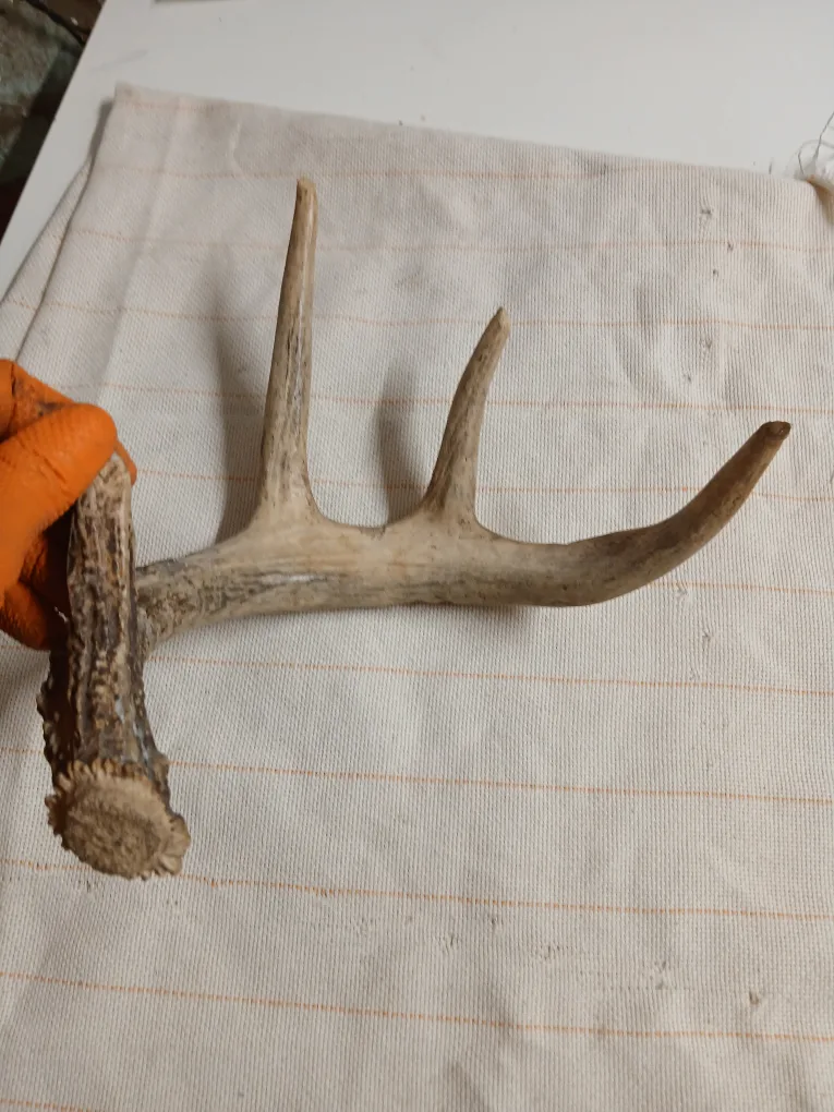 Deer Antler image indicator(2)