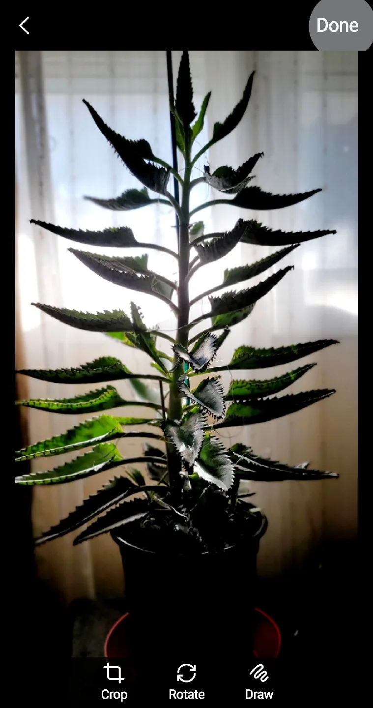 Mother of Thousands Plant with Lights image indicator(4)