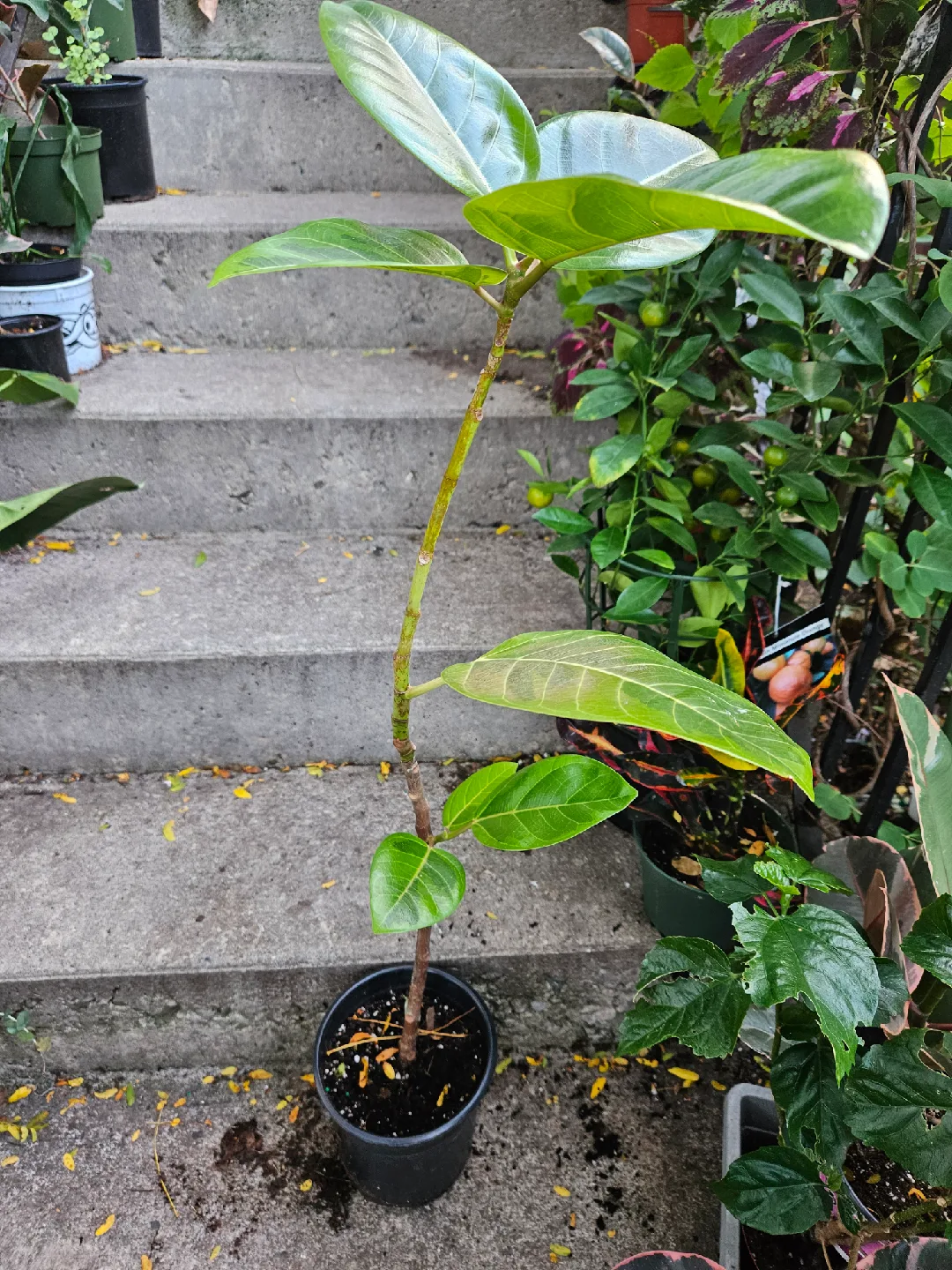 Ficus Audrey Plant image indicator(3)