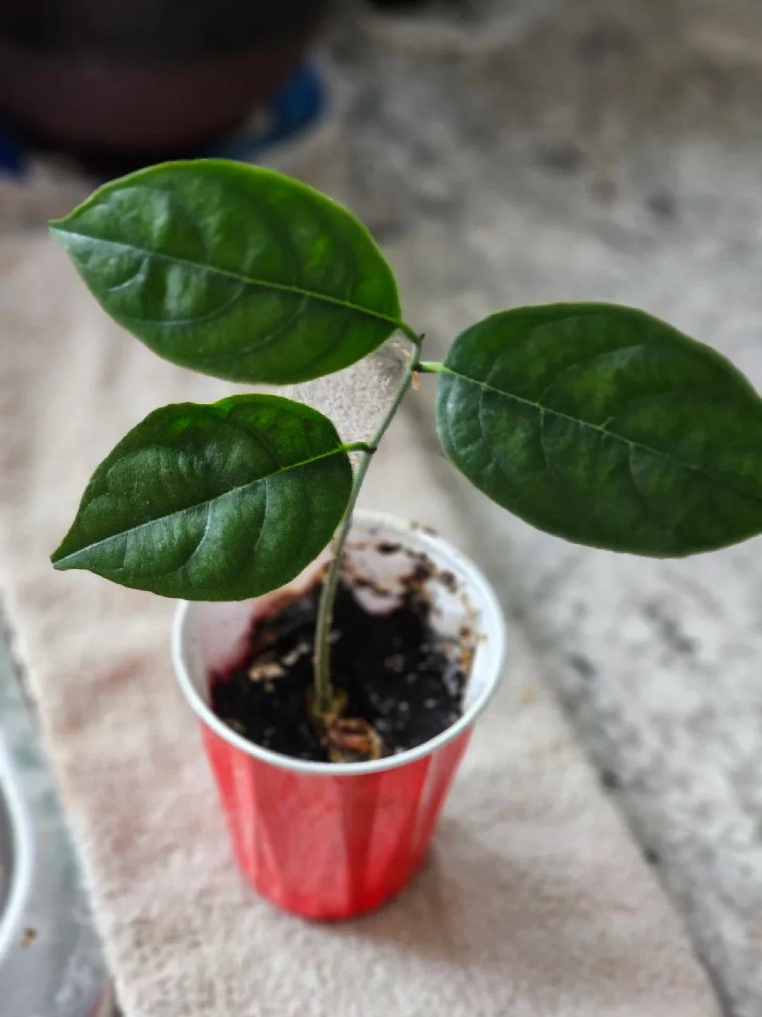 Jackfruit Plant Seedling image indicator(2)
