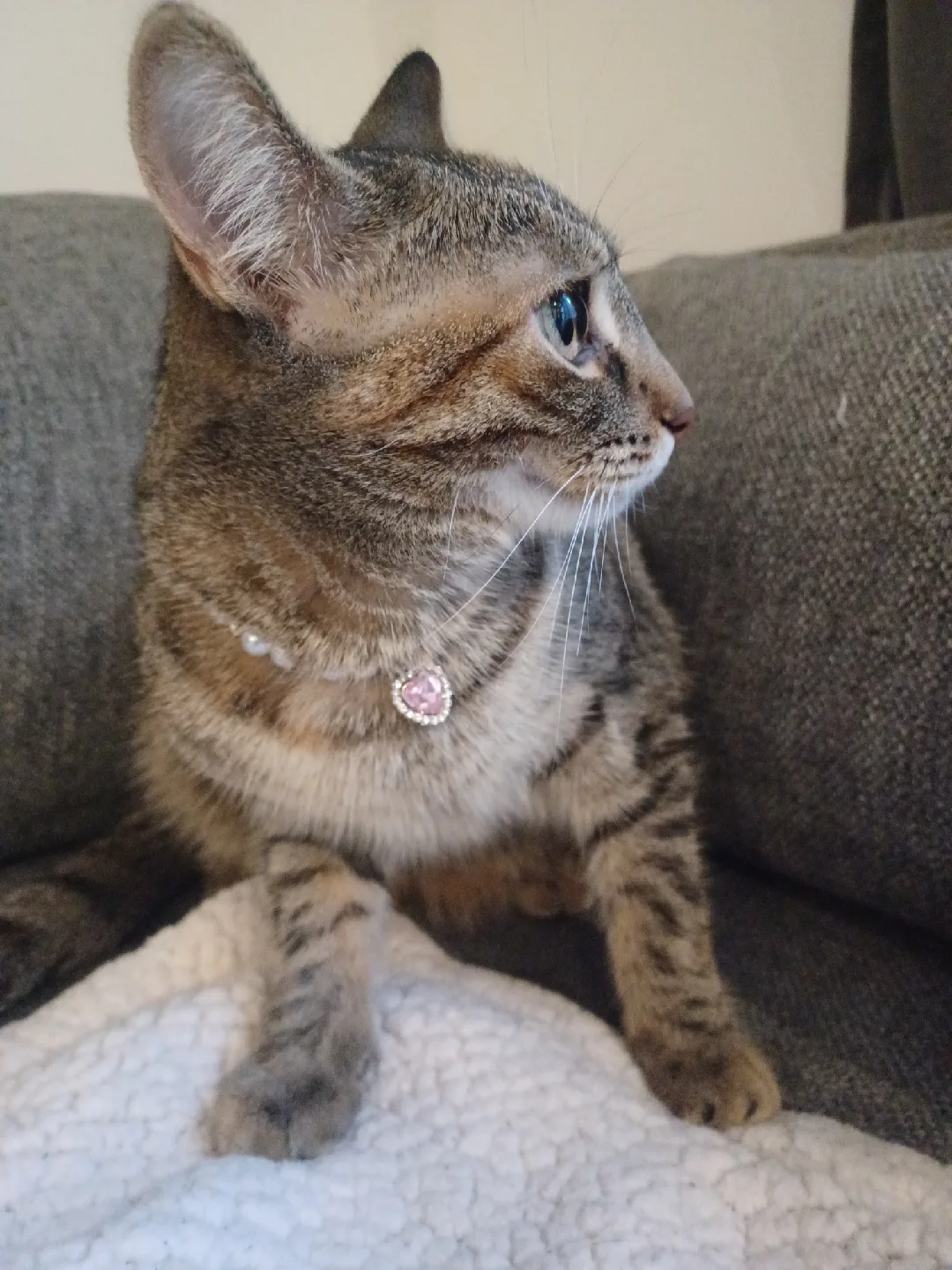 Pearl & Heart Charm Cat Collar thumbnail