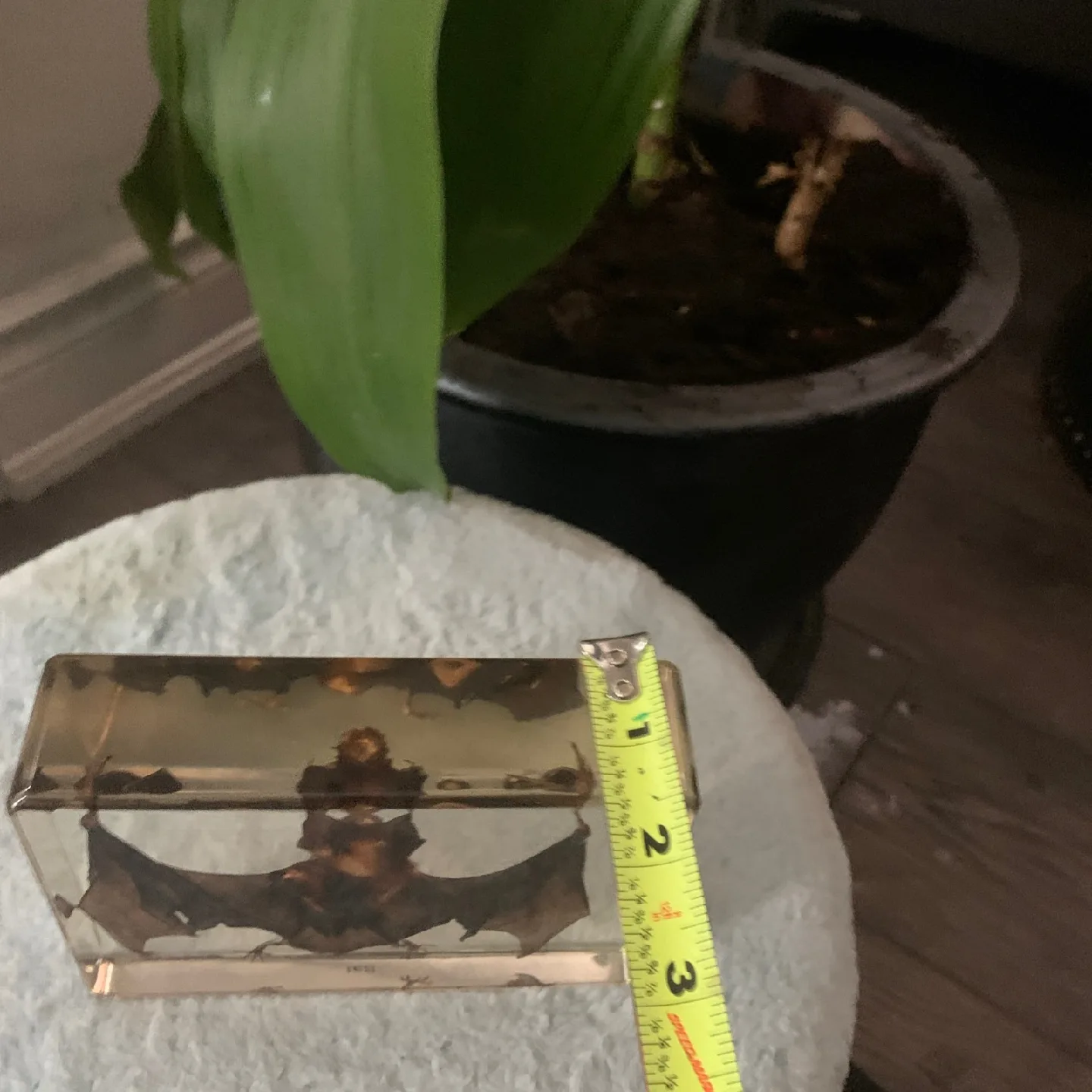 Bat Specimen in Lucite image indicator(3)