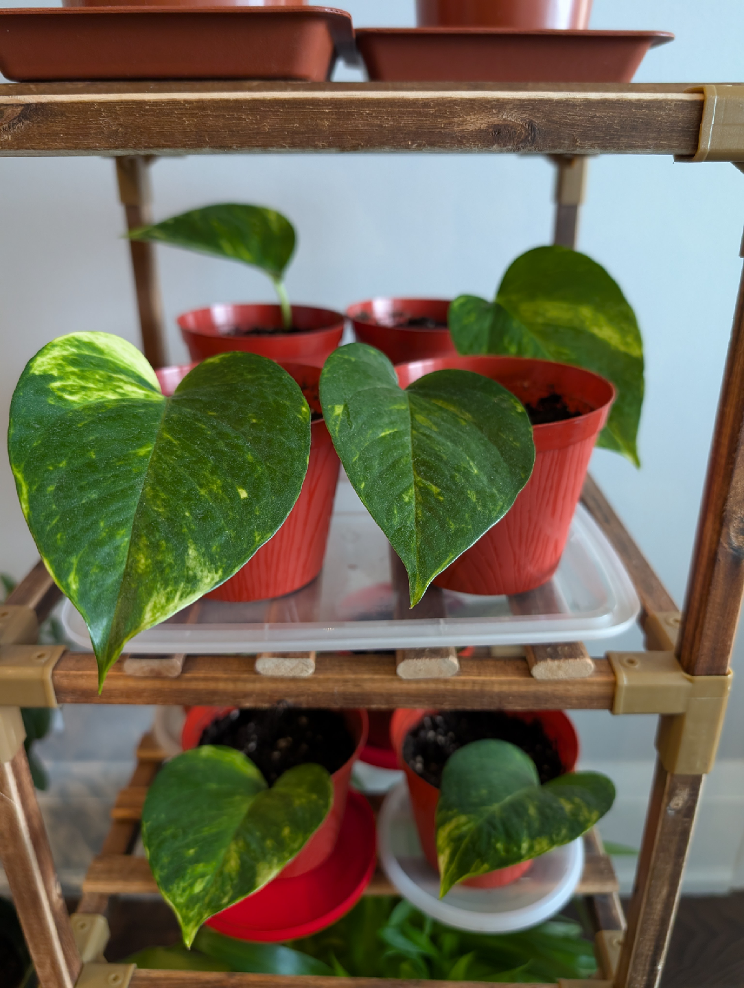 Baby pothos plants🌱