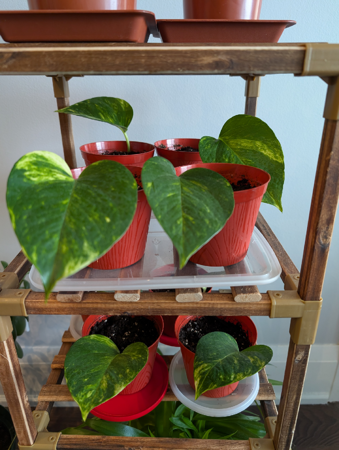 Baby pothos plants🌱 - photo 2