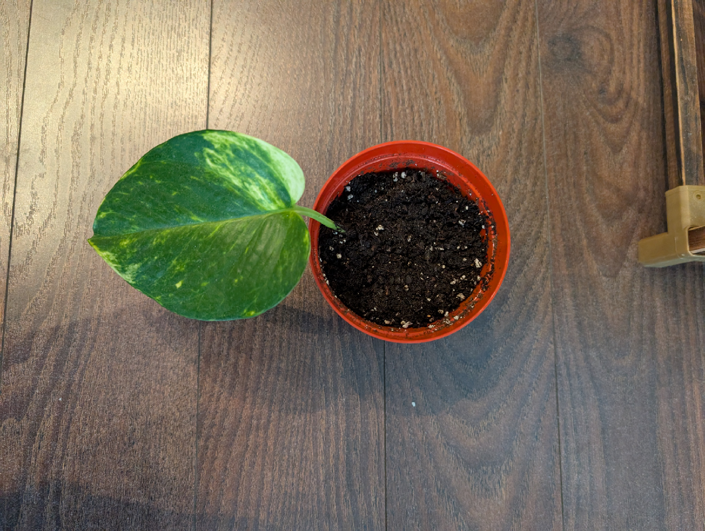 Baby pothos plants🌱 - photo 3