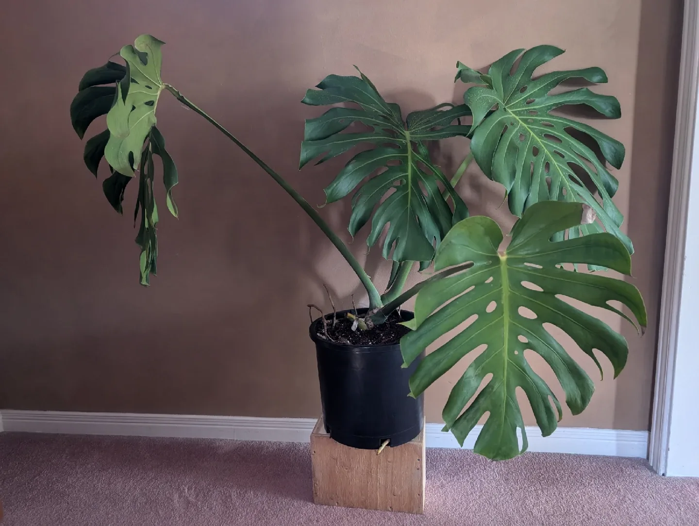 Monstera Plant (large tropical plant) image indicator(2)