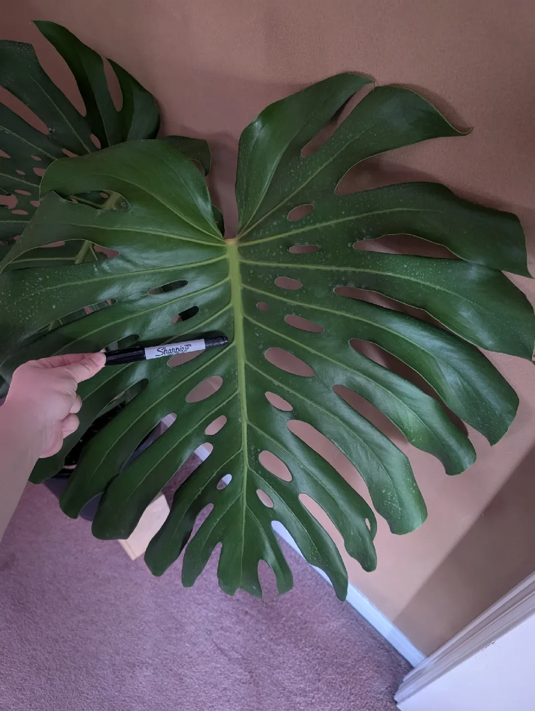 Monstera Plant (large tropical plant) image indicator(3)