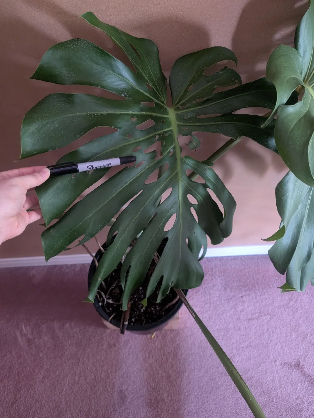 Monstera Plant (large tropical plant) image indicator(4)