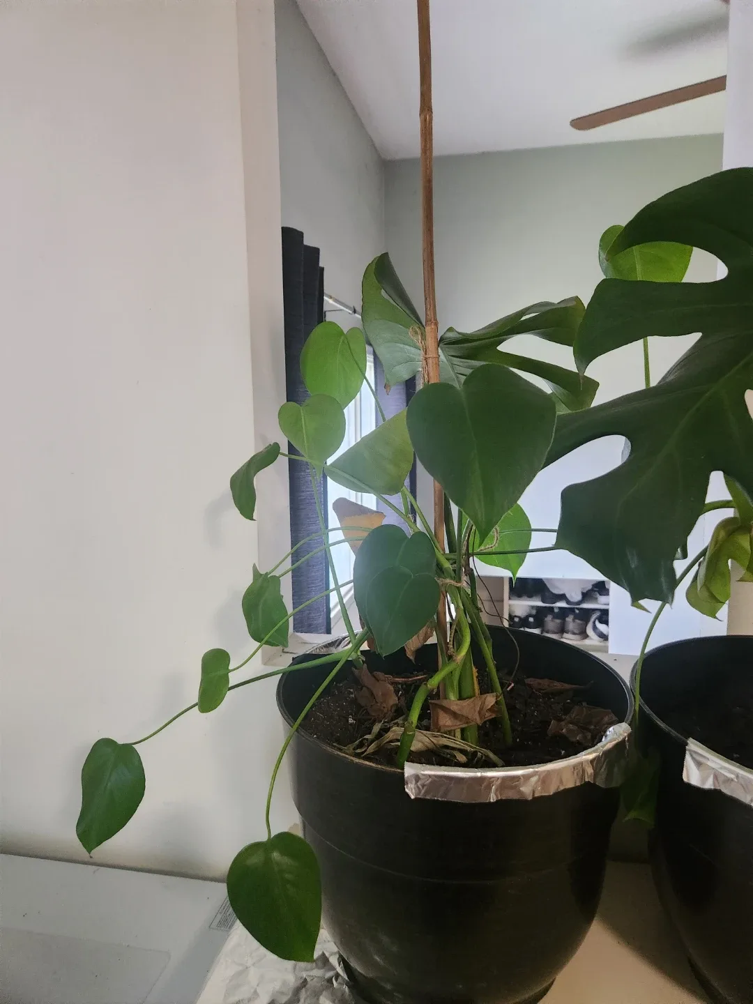 Assorted Indoor Plants image indicator(3)