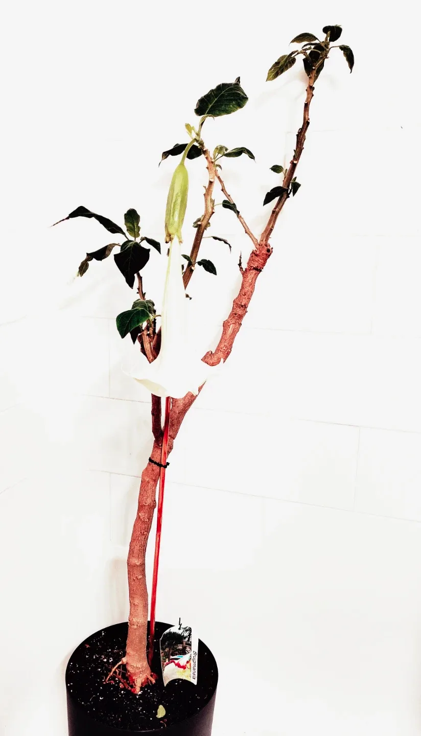 Brugmansia Plant - Angel Trumpet Plant thumbnail