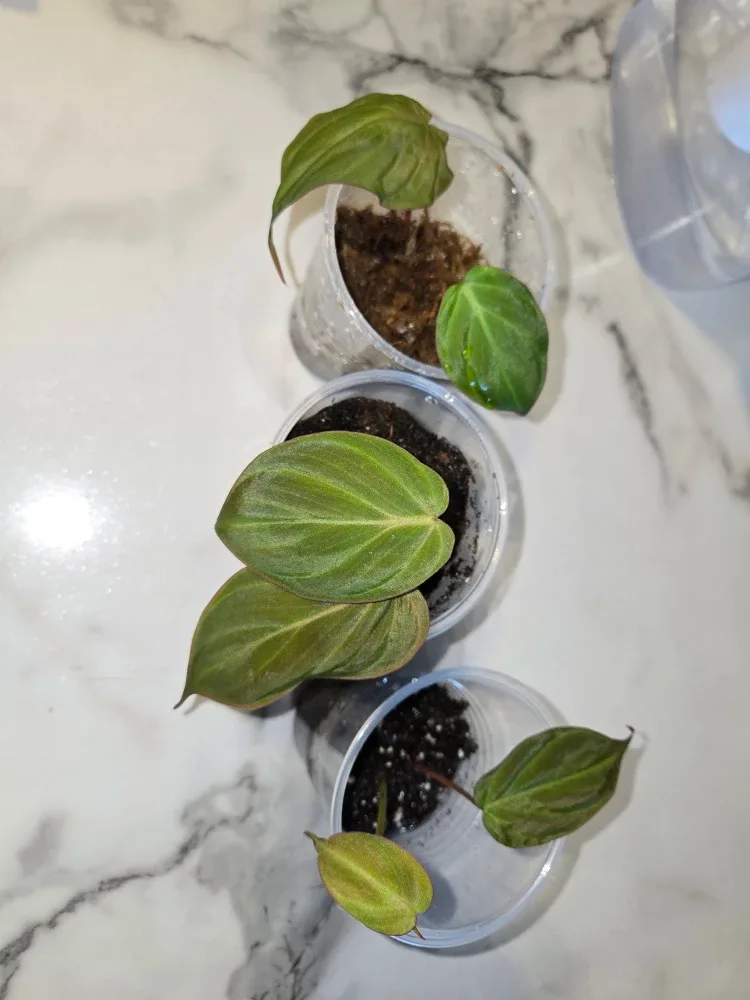 Heartleaf Philodendron MICANS CUTTINGS FOR SALE✨️🌿🌸 thumbnail