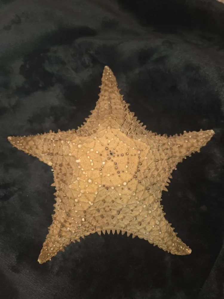 Authentic dried starfish