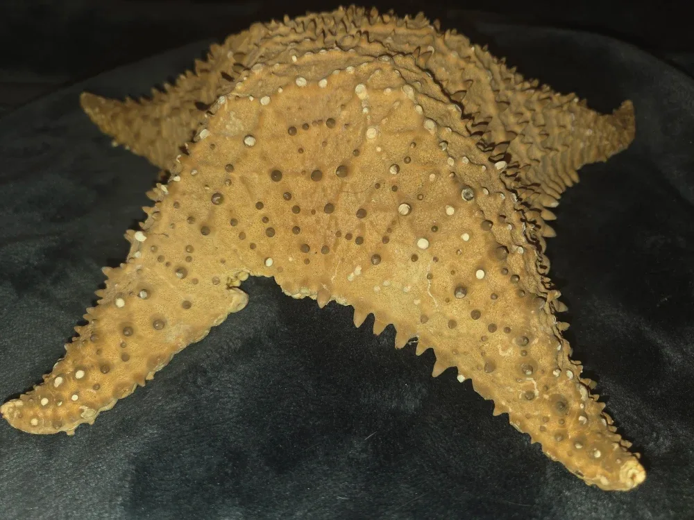 Authentic dried starfish image indicator(2)