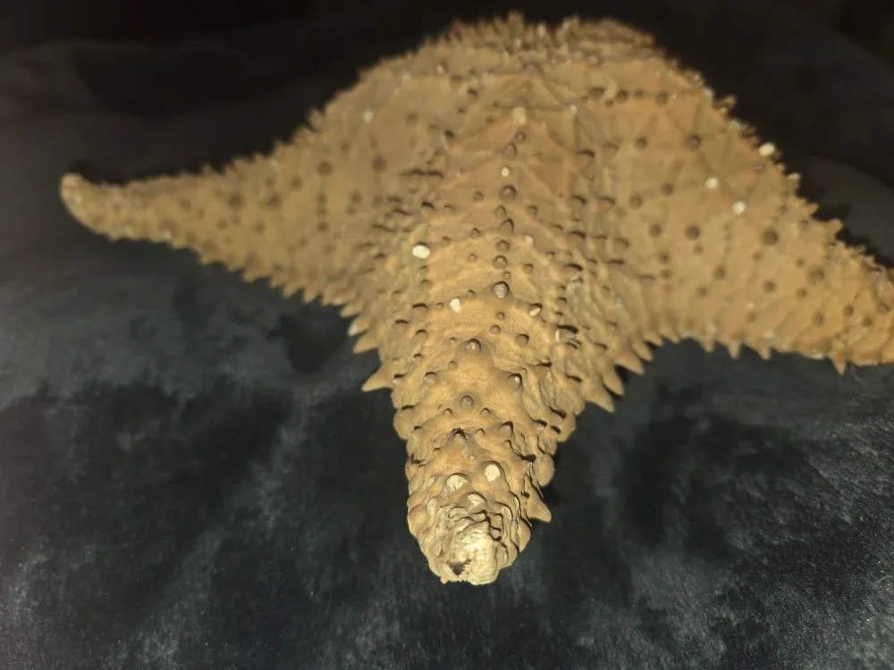 Authentic dried starfish image indicator(3)