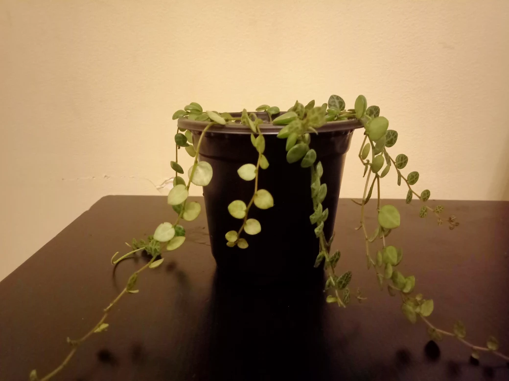 String of Turtles - photo 3