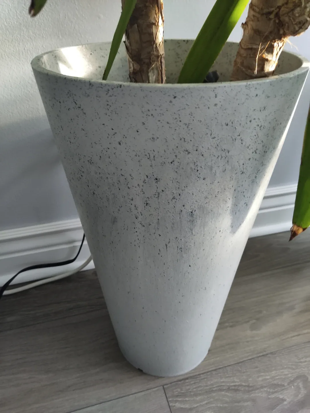 Set of 2 Large Healthy Yucca Plants with Pots image indicator(3)