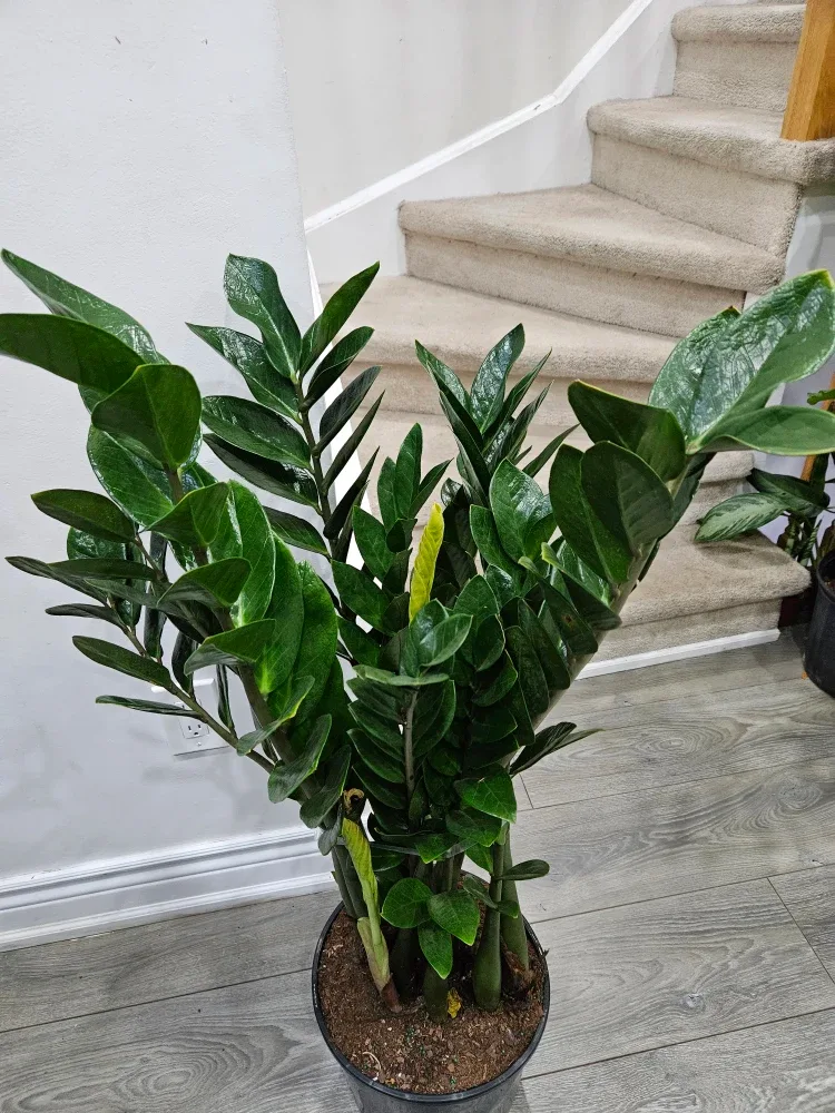 ZZ Plant - 45 inches tall image indicator(9)