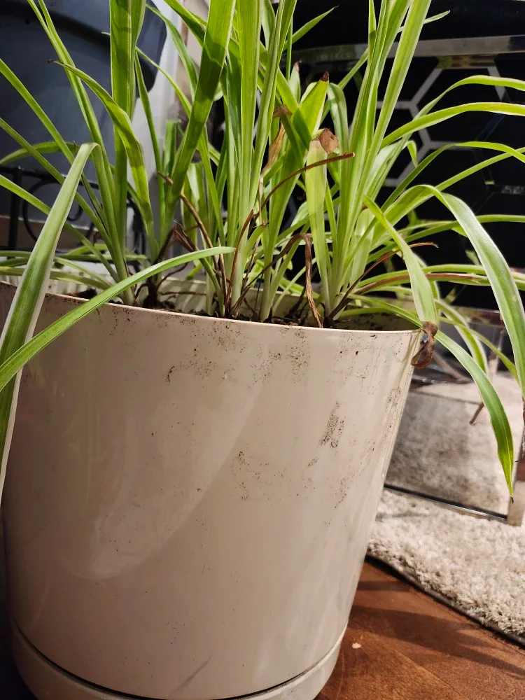 Indoor plant image indicator(3)