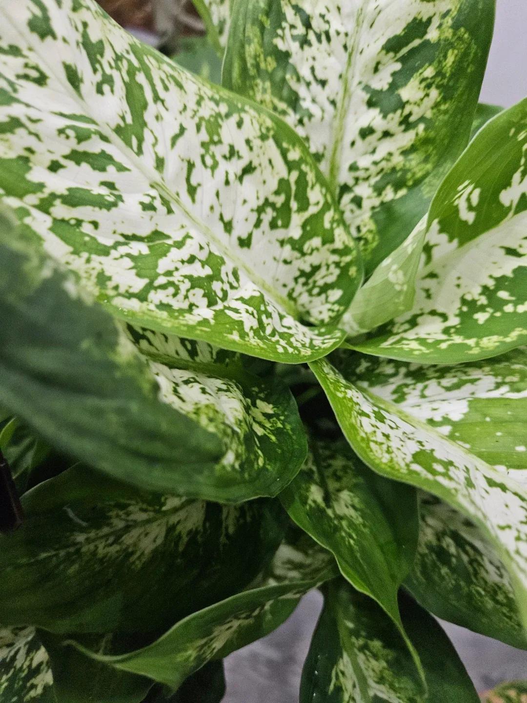 Dieffenbachia Plant in 6"pot image indicator(7)