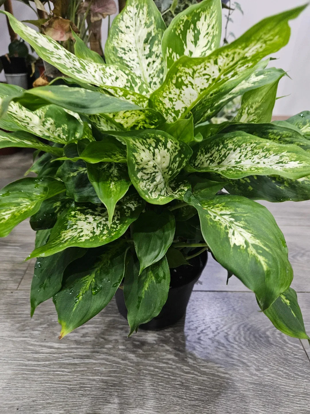 Dieffenbachia Plant in 6"pot image indicator(4)