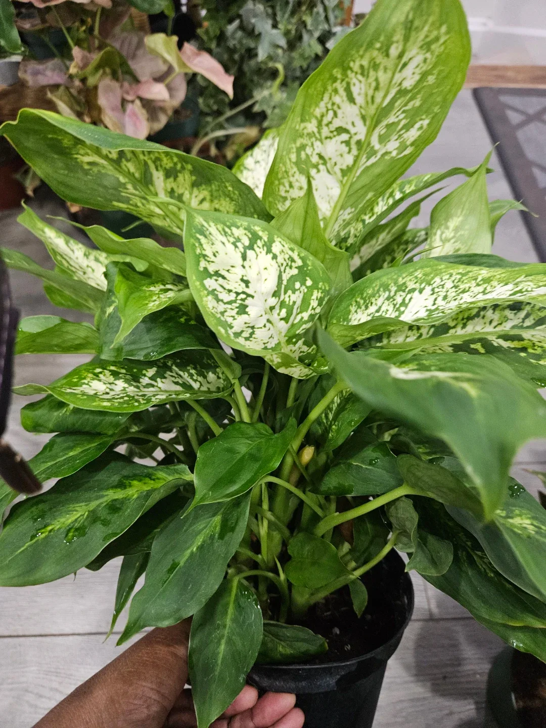Dieffenbachia Plant in 6"pot image indicator(6)