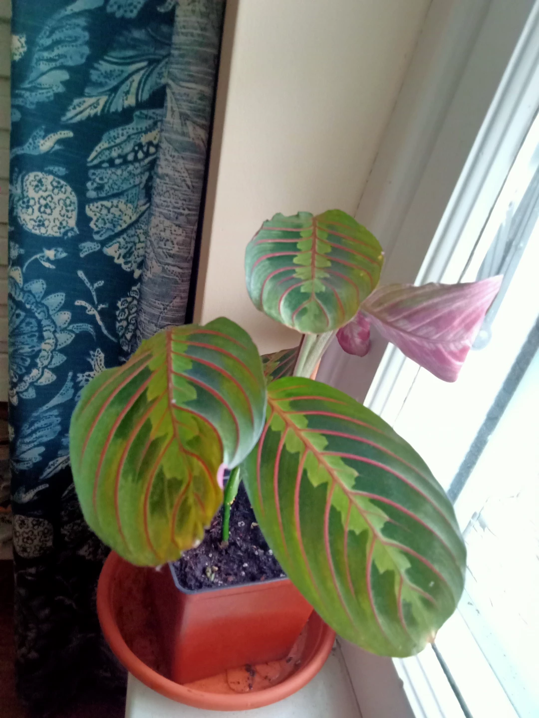 Prayer Plant Red - photo 3