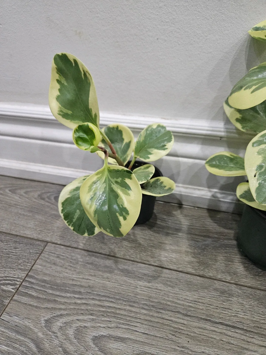 Variegated Peperomia Obtusifolia Plant image indicator(4)