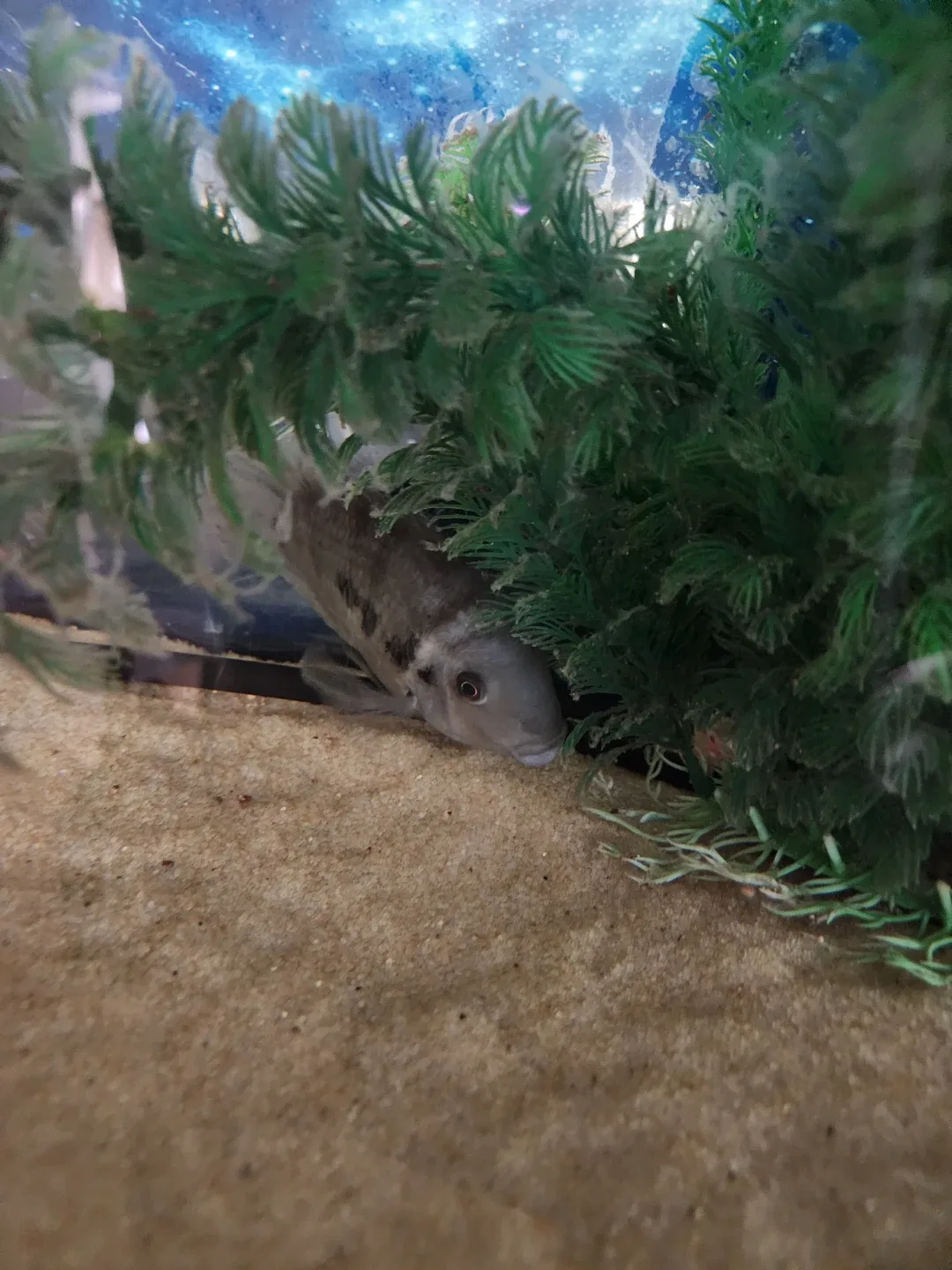 Aquarium / Fish tank with All Needed Accessories image indicator(4)