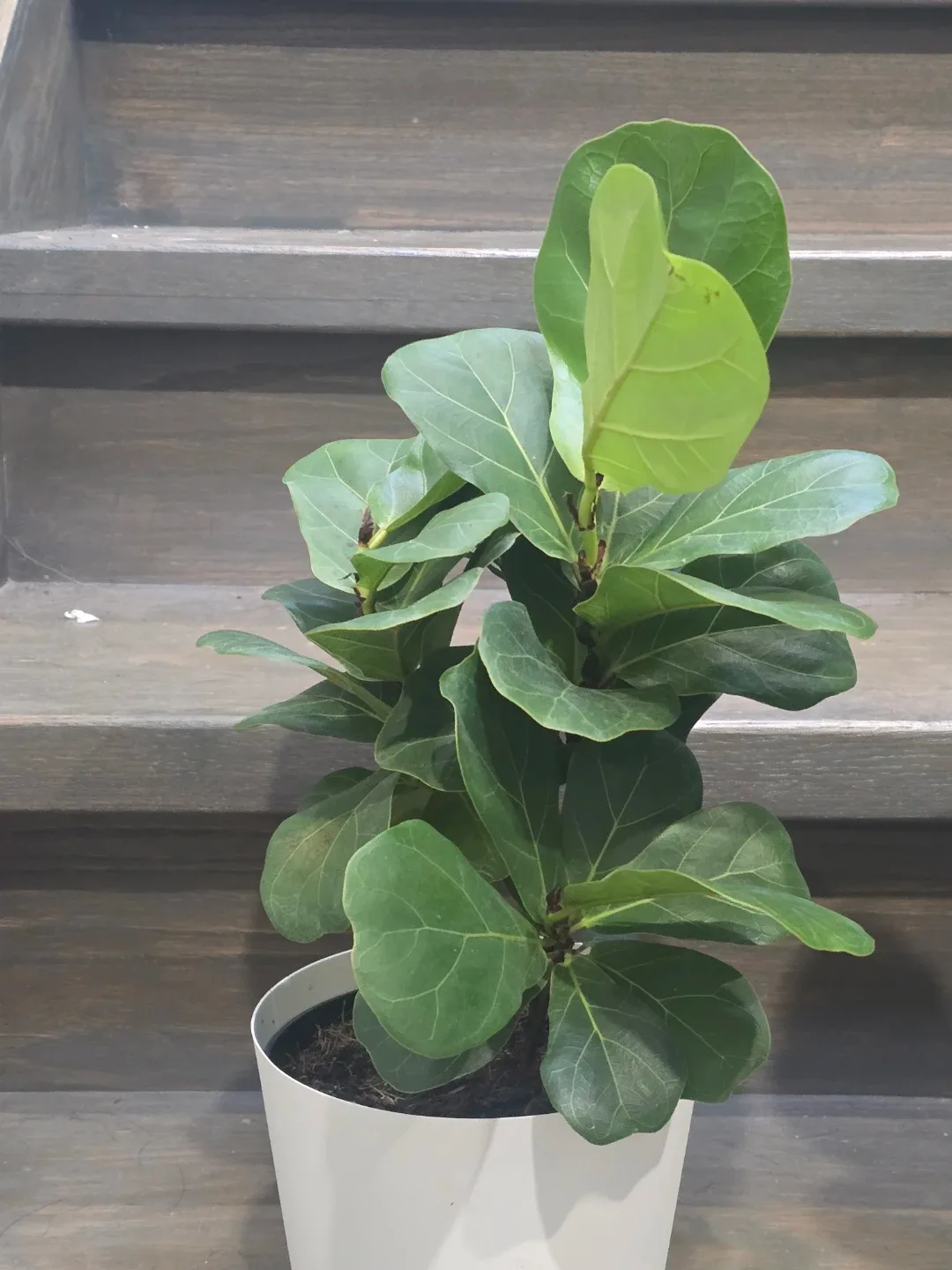 Fiddle Leaf Fig Plant image indicator(2)