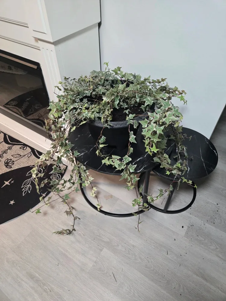 Potted English Ivy Plant