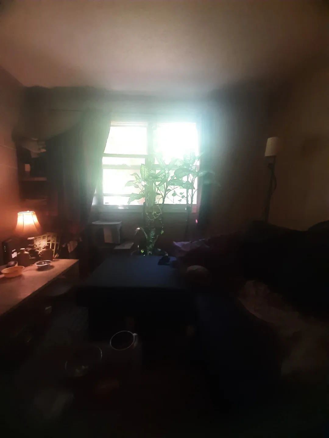 Indoor  deffinbatchia plant