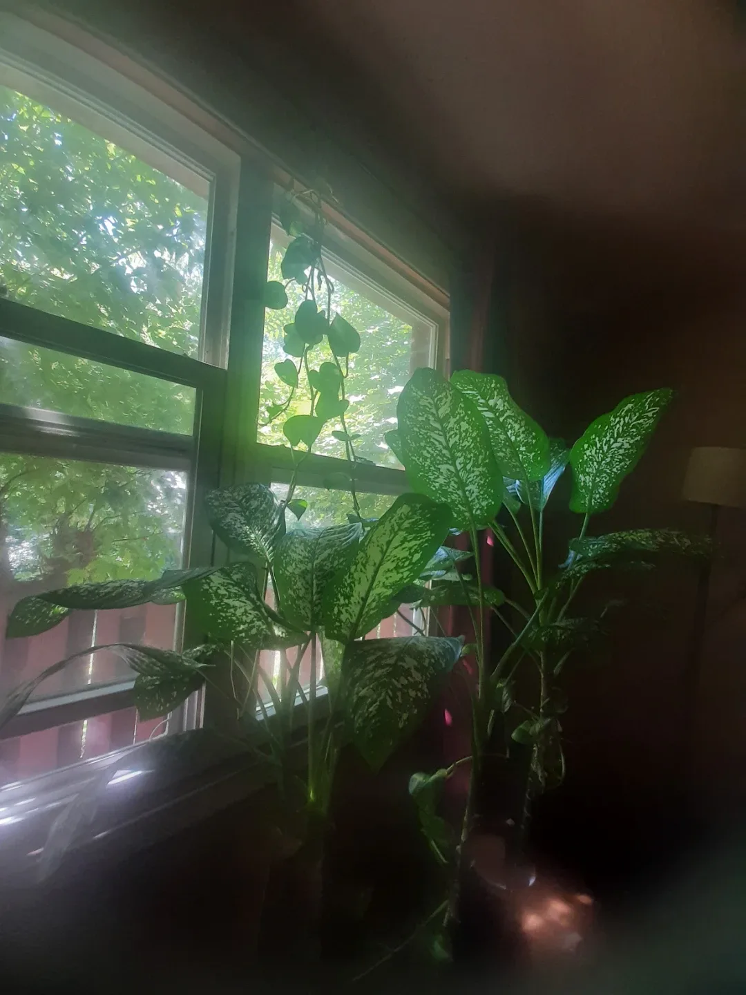 Indoor  deffinbatchia plant image indicator(2)