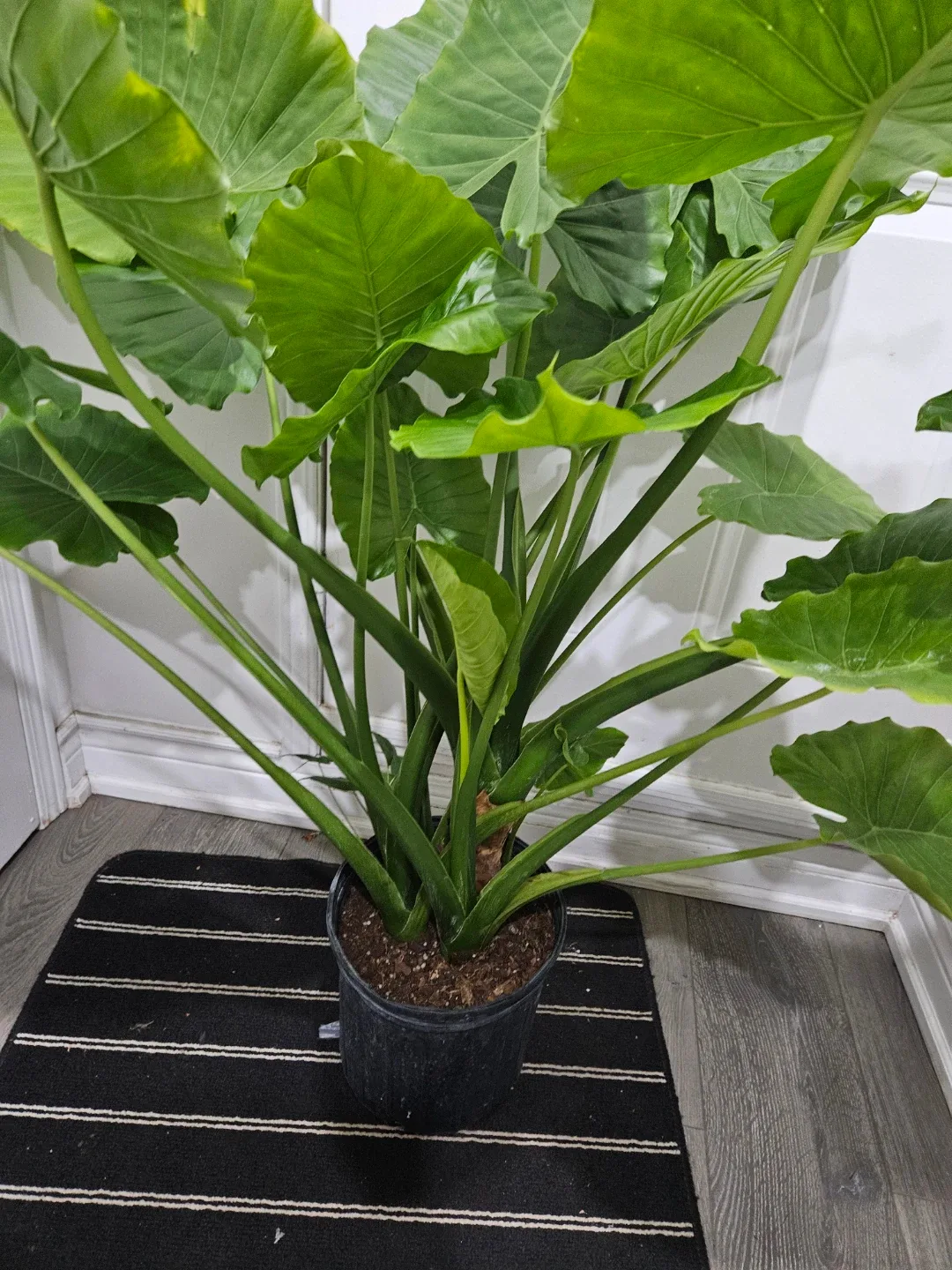 Alocasia odora Plant in 10"pot image indicator(2)