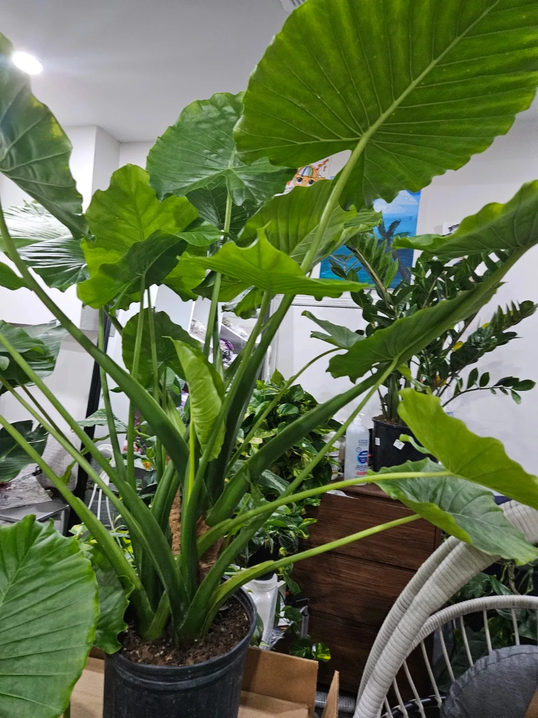 Alocasia odora Plant in 10"pot image indicator(7)